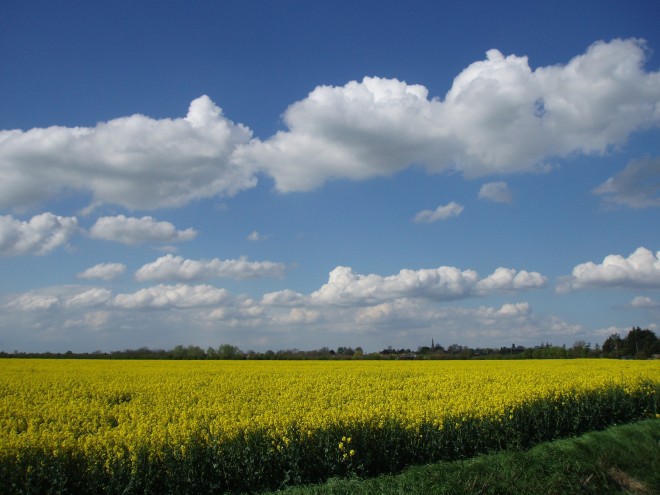 A Rapeseed Field in the English Countryside